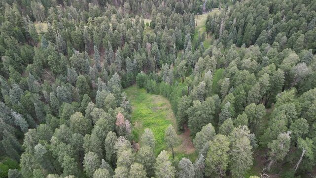 Aerial view of dense pine forest on the slopes of Mount Lemmon near Tucson in Arizona evergreen trees and green mountain terrain