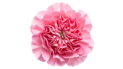 pink carnation flower isolated