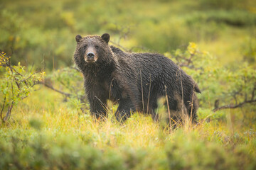 A Grizzly Bear (Ursus arctos) prepares to cross the Denali Park Road in Denali National Park, during autumn, Alaska, USA. 