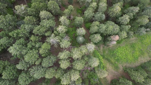Aerial view of pine tree canopy at Mount Lemmon near Tucson, Arizona dense forest texture and natural mountain vegetation