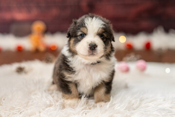 Chiot nouveau-né allongé sur une couverture blanche dans une ambiance chaleureuse d'hiver  © Alexandre