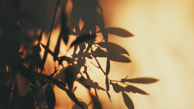Tree branches creating dark shadow patterns on a sunlit textured wall, evoking a sense of calm and natural beauty with soft ambient light enhancing the organic forms