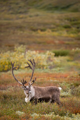 Obraz premium A large bull (male) caribou (Rangifer tarandus) with large antlers crosses the tundra in Denali National Park, Alaska, USA. 