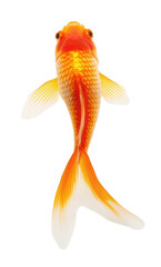 Fototapeta premium Bright orange goldfish swimming with fins spread wide on a transparent background
