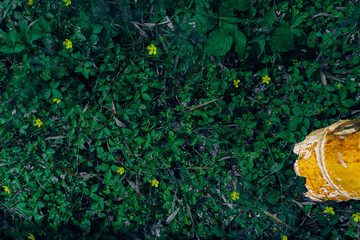 Obraz premium Green plants groundcover and small yellow flowers surround a weathered concrete bollard post with peeling paint, top view closeup highlighting texture, color and natural decay.