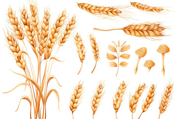 Collection of wheat plants showing various stages and types on a transparent background
