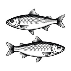 Obraz premium Two herring fish displayed in a vintage black and white engraving