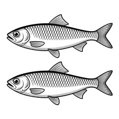 Obraz premium Detailed illustration of two silver fish in a vintage engraving style