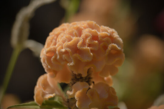 Close-up of an orange cockscomb flower with velvety, brain-like texture and soft light, creating a unique floral macro background.