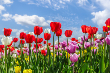 Field of blooming colorful tulips