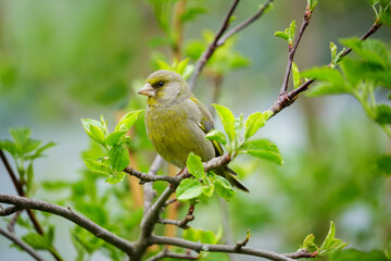 little bird perching on branch of tree. Greenfinch. Carduelis chloris