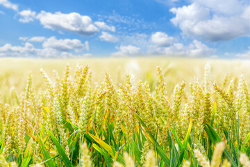 ripening wheat ears in a field. Field of wheat in summertime