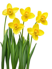 Bright yellow daffodils bloom on green stems against a white background