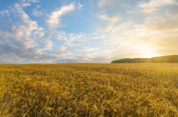 Field of ripening rye ears at sunset time. Rye field on summer time