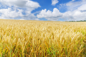 ripening wheat ears in a field. Field of wheat in summertime