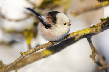little bird perching on tree. Long tailed tit. Aegithalos caudatus