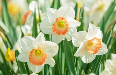 daffodil flowers blooming in a garden