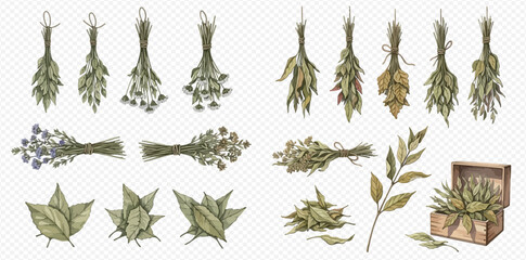 Watercolor illustration set of dried herbs, leaves, and flowers for seasoning or decoration. © studio
