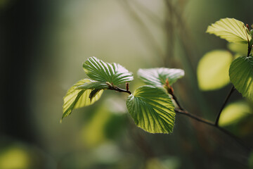 Obraz premium A Close Up Of A Leaf With A Blur Background