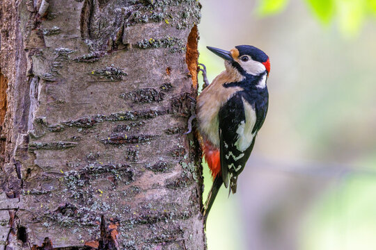 Buntspecht (Dendrocopos major) M&auml;nnchen
