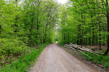 Fototapeta premium Waldlandschaft, Notzingen, Baden-Württemberg, Deutschland