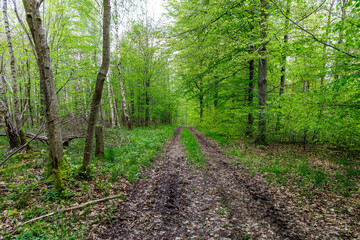 Fototapeta premium Waldlandschaft, Notzingen, Baden-Württemberg, Deutschland