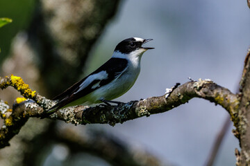 Obraz premium Halsbandschnäpper (Ficedula albicollis) Männchen