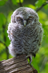 Fototapeta premium Waldkauz (Strix aluco) Jungvögel, Ästlinge