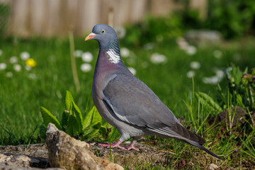 Fototapeta premium Ringeltaube (Columba palumbus)