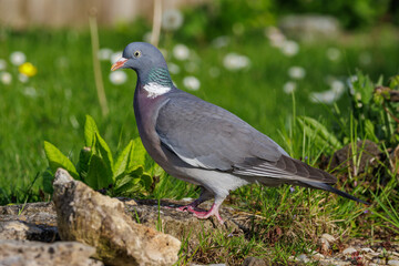 Fototapeta premium Ringeltaube (Columba palumbus)