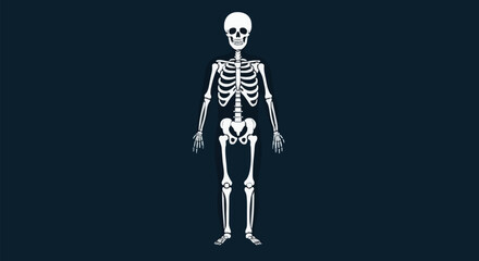Human Skeleton Anatomy Illustration. © rara