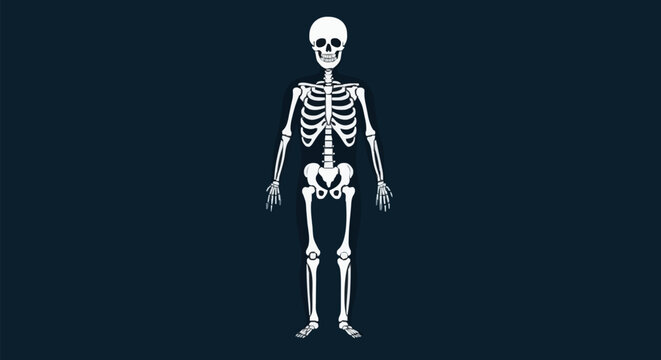 Human Skeleton Anatomy Illustration.