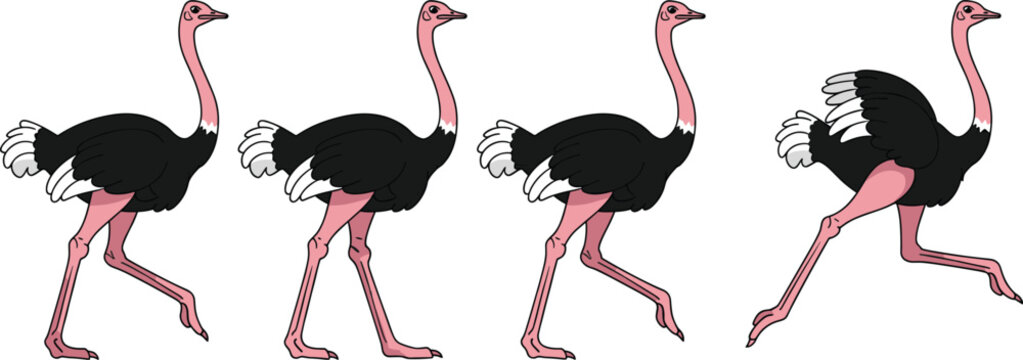 Ostrich walking animation frames vector set. African ostrich in step by step walking poses. Wildlife bird motion sequence, isolated on white background.