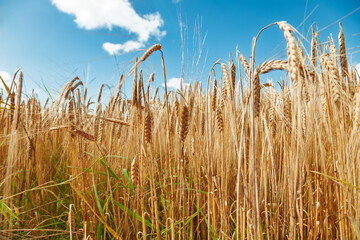 Naklejka premium Ripe grain ears in field under blue sky