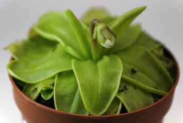 Closeup of the carnivorous butterwort plant with sticky, fly-trapping leaves and a single white flower bud beginning to rise