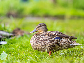 A duck female stands on its paws on the green shore of a pond.