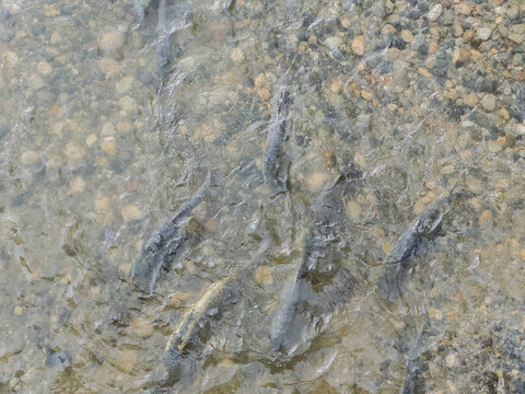 salmon swimming in river abstract