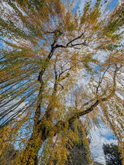 Fototapeta premium willow tree wide angle 