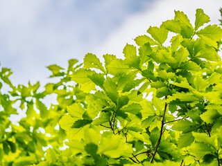 Obraz premium Green oak leaves background. Plant and botany nature texture. green oak leaves in woods