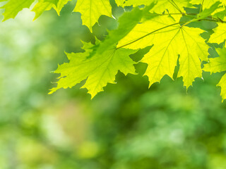 Spring branches of maple tree with fresh green leaves. Acer saccharinum, silver maple