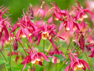 Obraz premium Beautiful native wild flower of western Canada. Aquilegia formosa, crimson columbine, western columbine, or red columbine. Close-up vibrant red and yellow color flower.