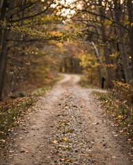 Winding Dirt Path Through Autumn Forest Surrounded by Golden Leaves and Tranquil Atmosphere