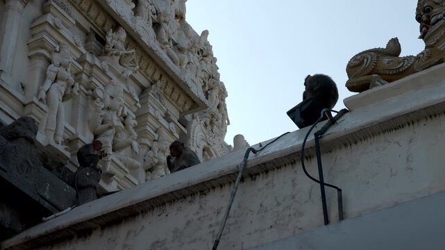 India, Tamil Nadu, 02-07-2025. Monkey in the Sri Kanchi Kamakshi Amman Temple. Slow motion 4K
