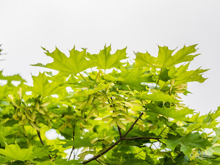 Fototapeta premium Spring branches of maple tree with fresh green leaves. Acer saccharinum, silver maple