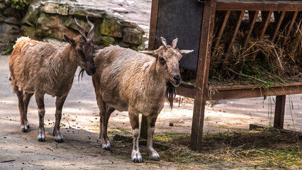 Two mountain goats standing near hay feeder