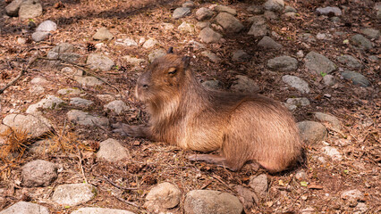 Capybara resting on rocky ground in sunlight
