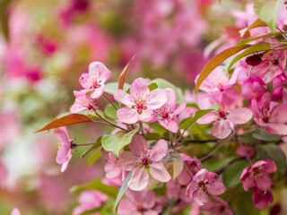 Fototapeta premium Fresh pink flowers of a blossoming apple tree with blured background