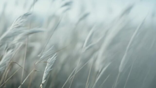 White, feathery pampas grass plumes swaying gracefully in a soft breeze against a dreamy, muted background, creating a serene and tranquil natural landscape scene