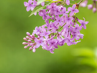 Fototapeta premium Pink Blooming Lilac Flowers in spring with blured background