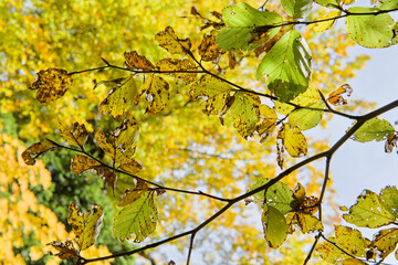 Obraz premium Autumn in Medvenica, Zagreb, Croatia